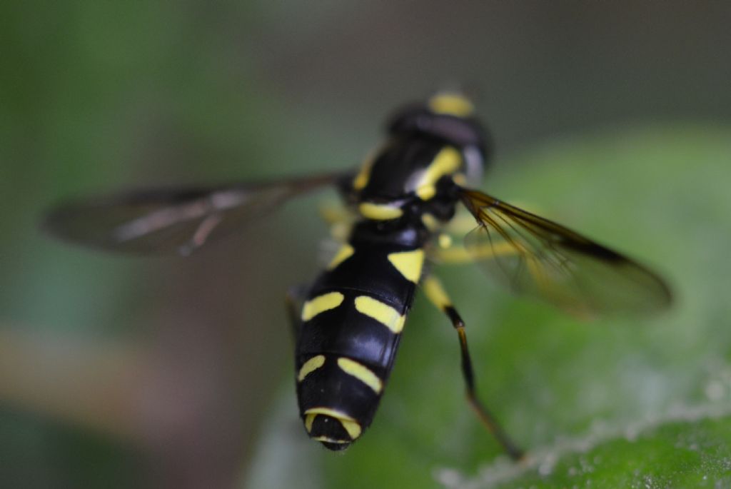 Sirfide da identificare